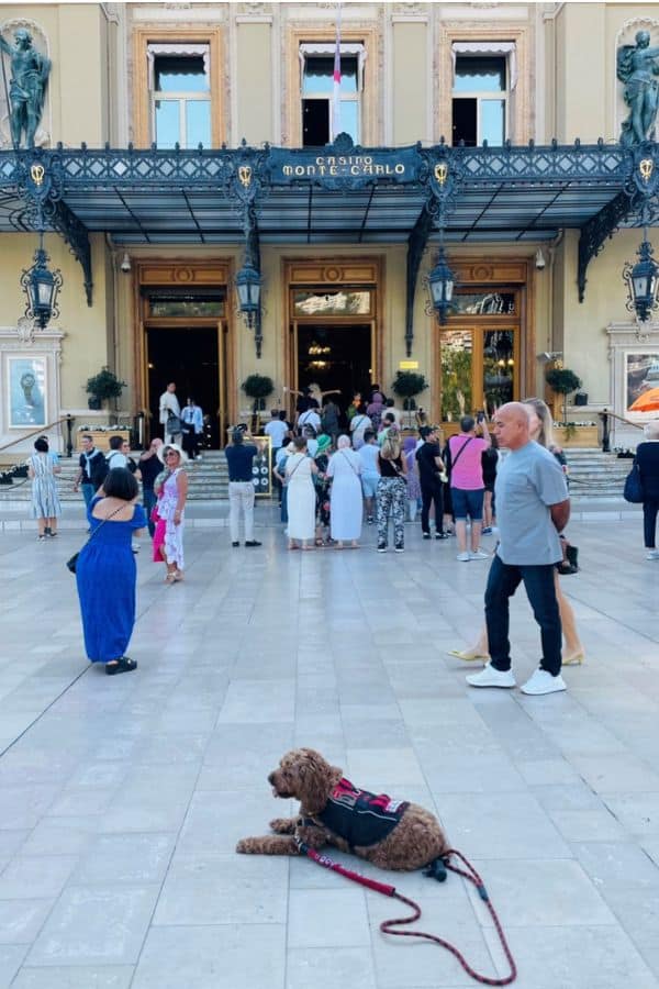 A dog wearing a leash and vest lying on the ground outside a casino