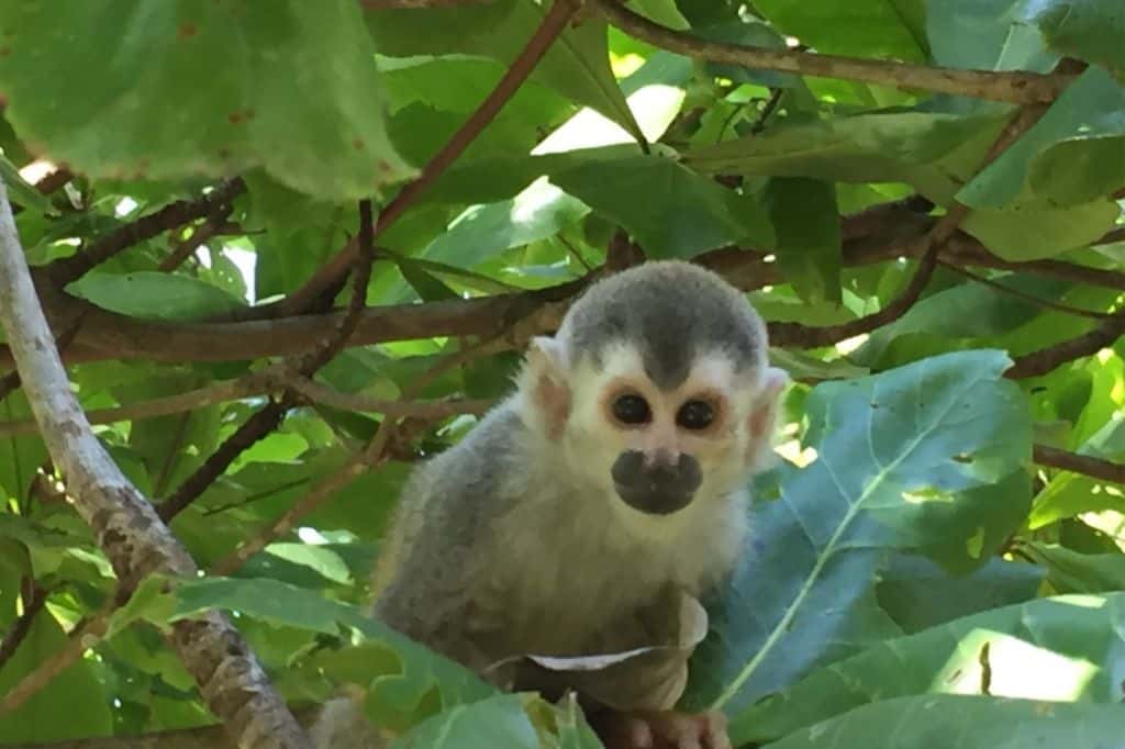 A monkey in a tree looking into the camera