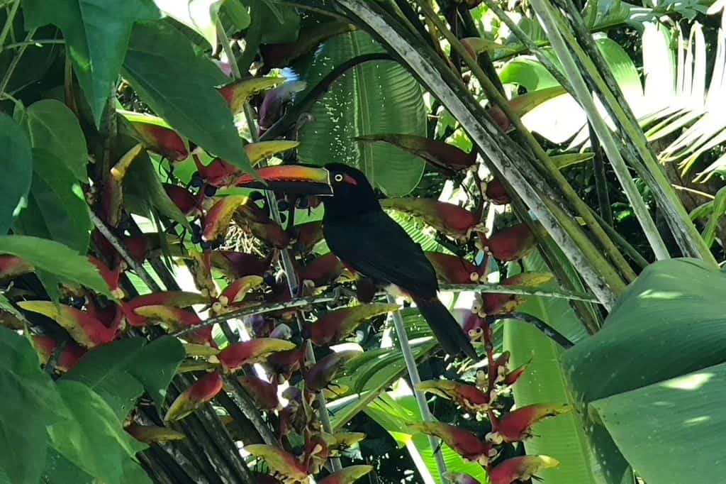 A toucan in a tree