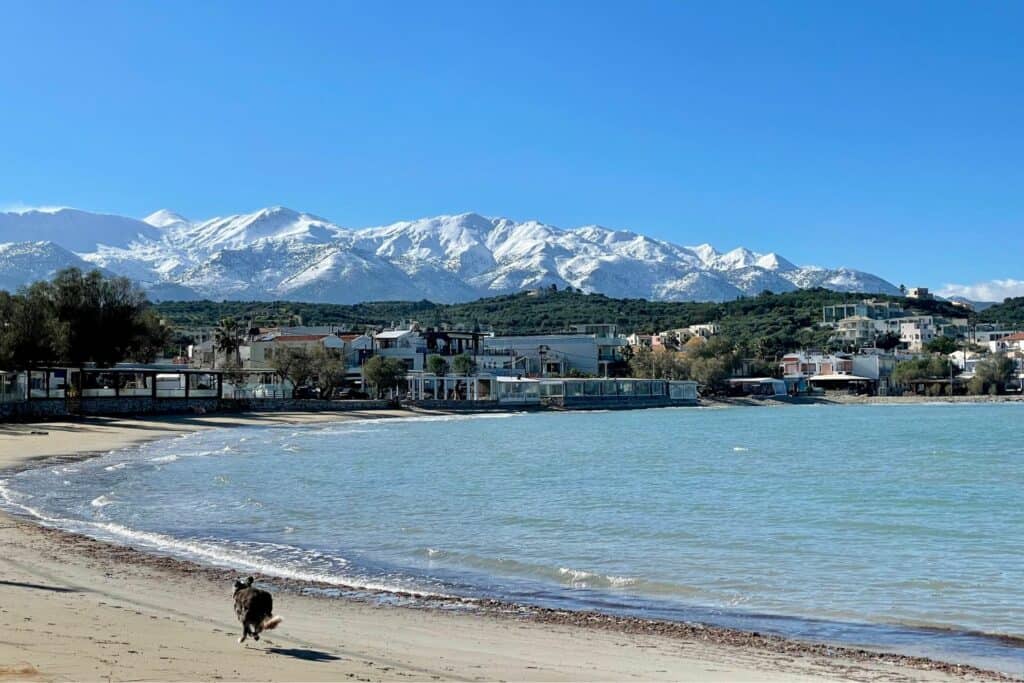 A dog running along a beach with snow-covered mountains in the background