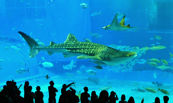 Things to do in Okinawa - Churaumi Aquarium shark tank - Poppin' Smoke